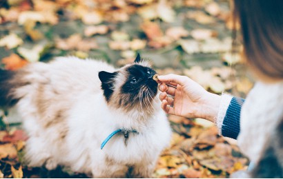 Duis autem vel eum tempor invidunt ut labore et 