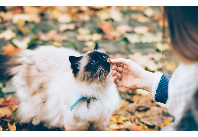 Duis autem vel eum tempor invidunt ut labore et 