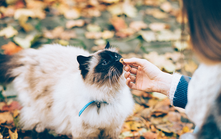 Duis autem vel eum tempor invidunt ut labore et 